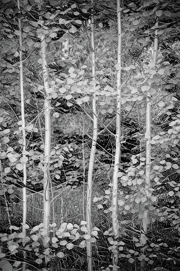 Tree Photograph - Young Forest by James BO Insogna