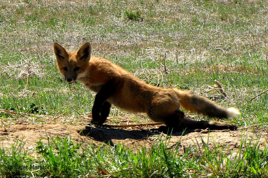 Young Fox 03 Photograph by Janet Marston