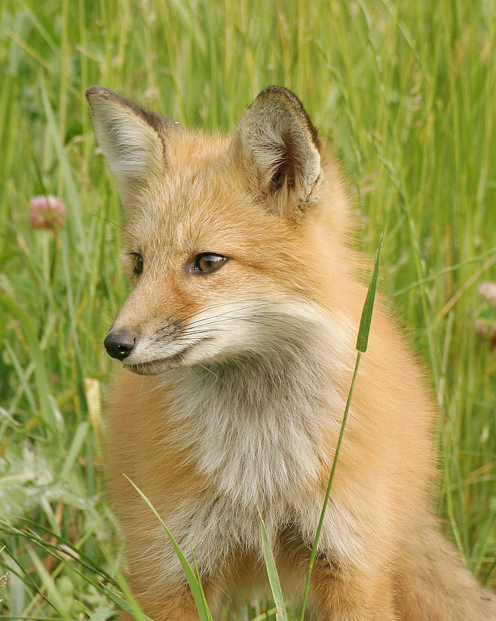 Young fox Photograph by Doris Potter