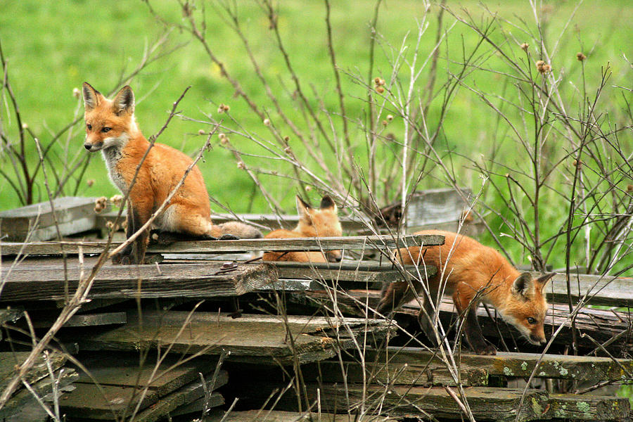 Young Fox Family Photograph by Brook Burling