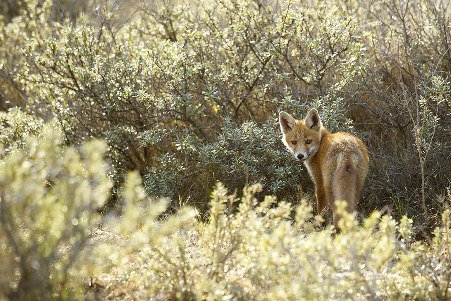 Young fox kit in habitat Photograph by Roeselien Raimond