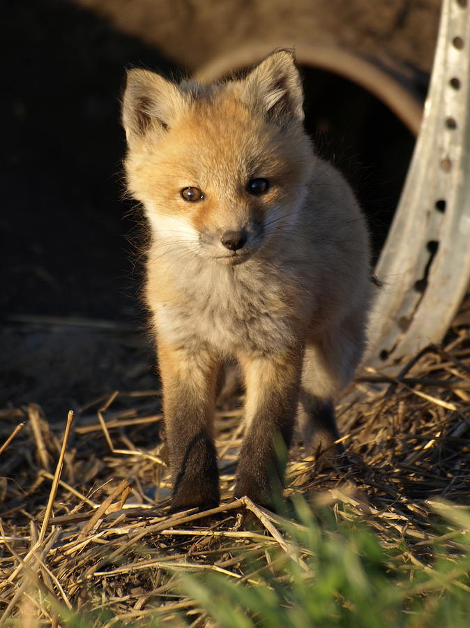 Young Fox Kit Photograph by James Peterson