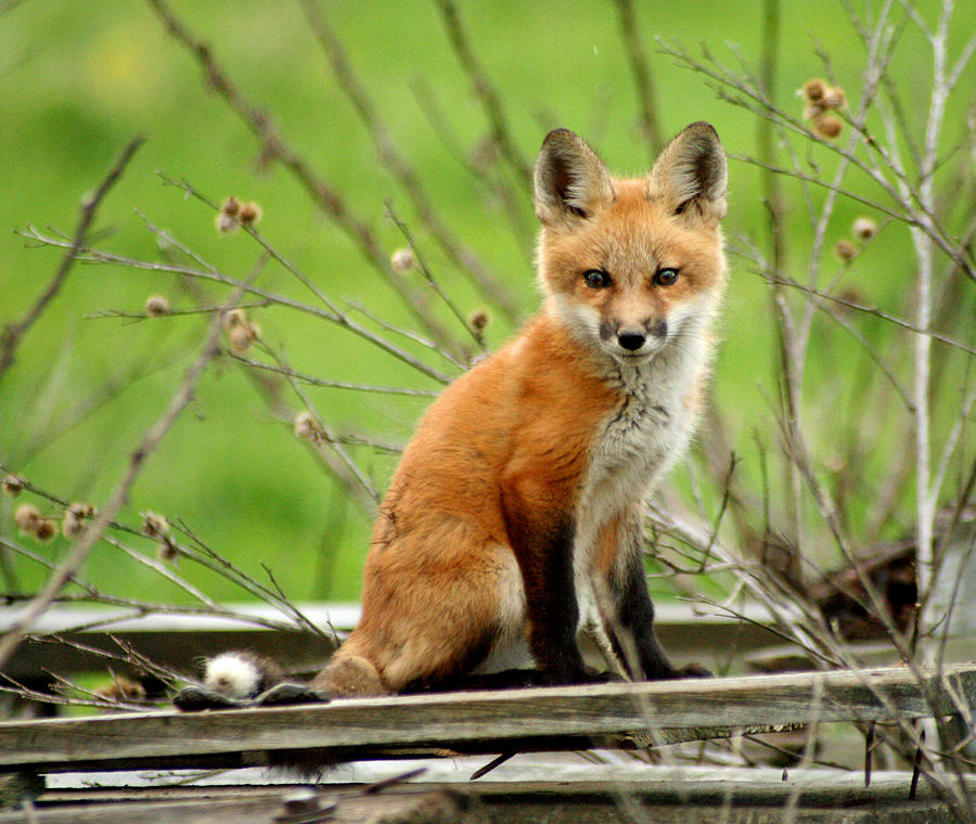 Young Fox on Barn Board Photograph by Brook Burling