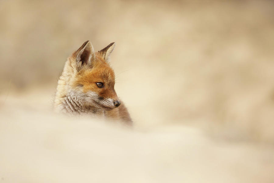 Spring Photograph - Young Fox Series -  Contemplating Cub by Roeselien Raimond