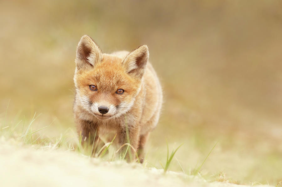 Spring Photograph - Young Fox Series -  Resistance is Futile by Roeselien Raimond