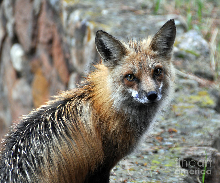 Young Fox Photograph by Stevyn Llewellyn