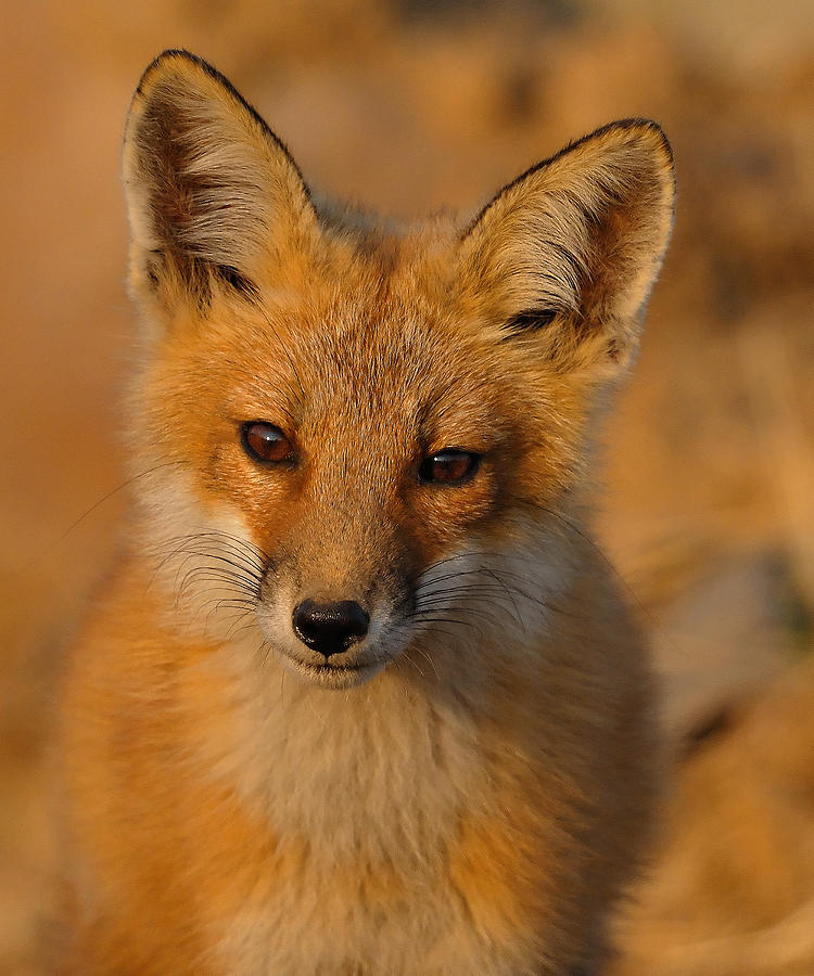 Animal Photograph - Young Fox by William Jobes