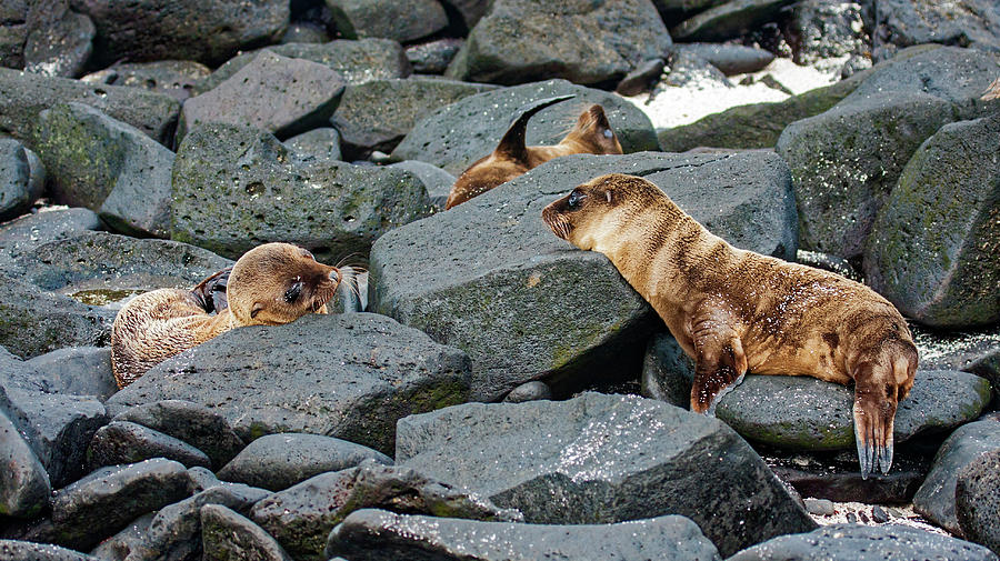 Young Galapagos Sea Lions Photograph by Sally Weigand