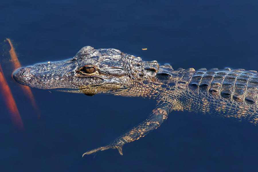 Young Gator 1 Photograph by Arthur Dodd