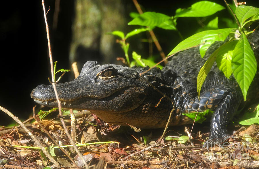 Young Gator Photograph by David Lee Thompson