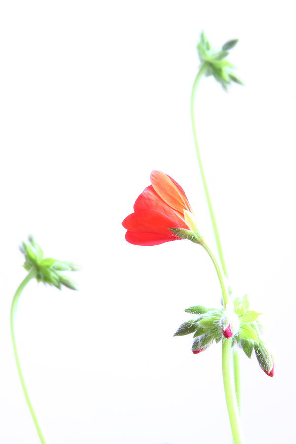 Flower Photograph - Young Geranium Fine Art Photography Print by James BO Insogna