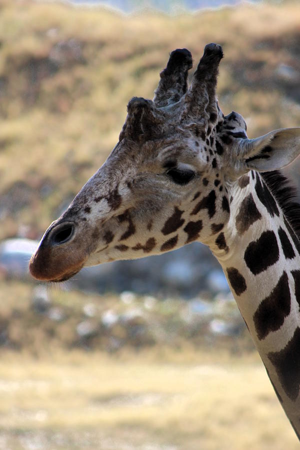 Young Giraffe at Living Desert Photograph by Colleen Cornelius