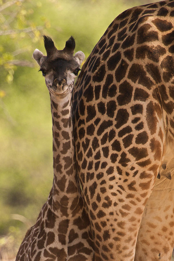 Young Giraffe Photograph by Johan Elzenga
