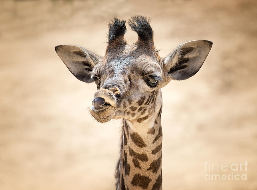 Young Giraffe  Photograph by Mimi Ditchie