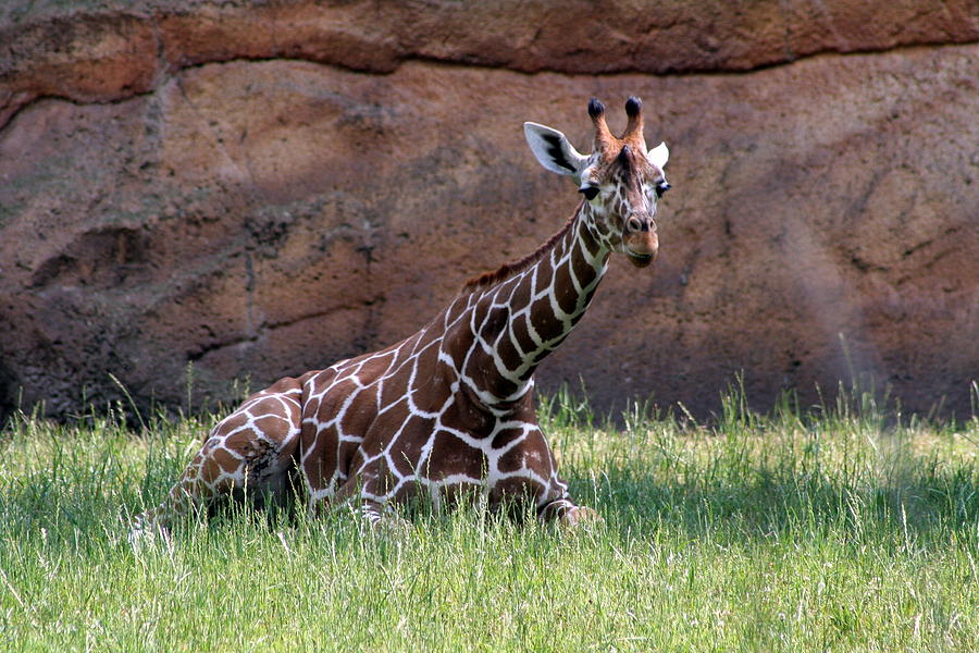 Young Giraffe stares at Camera Photograph by Valerie Collins