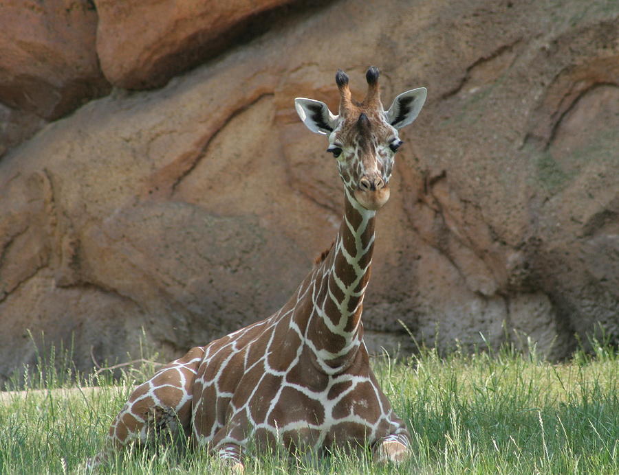 Young Giraffe  Photograph by Valerie Collins