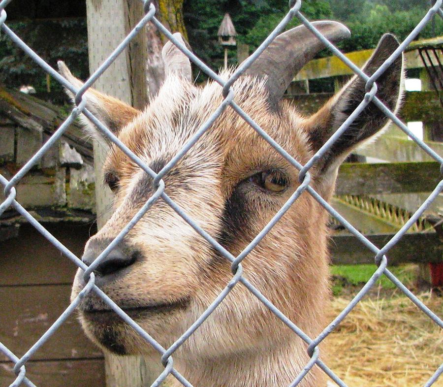 Young Goat Fenced In Photograph By Judyann Matthews Fine Art America 4963