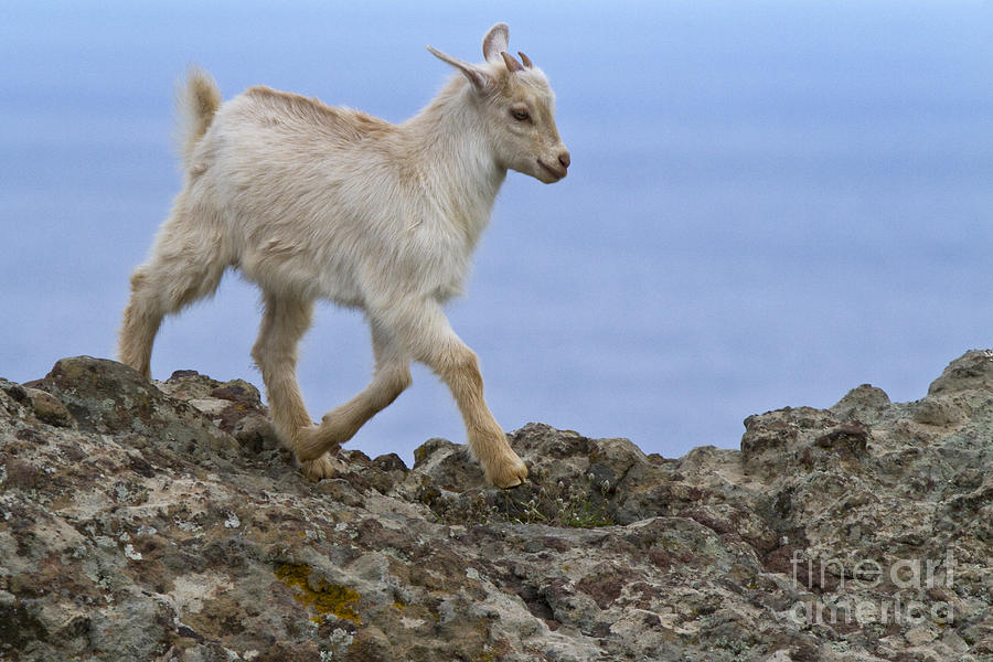 Young Goat In Greece Photograph by Jean-Louis Klein & Marie-Luce Hubert