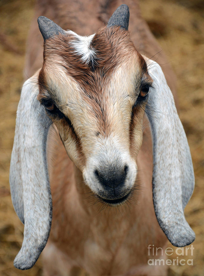 Young Goat Photograph by Savannah Gibbs