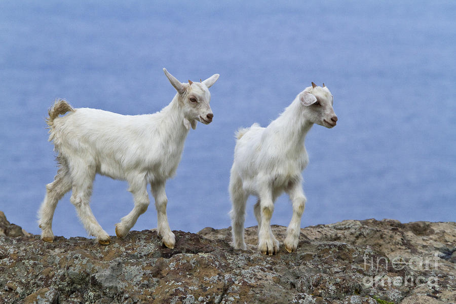 Young Goats In Greece Photograph by Jean-Louis Klein & Marie-Luce Hubert