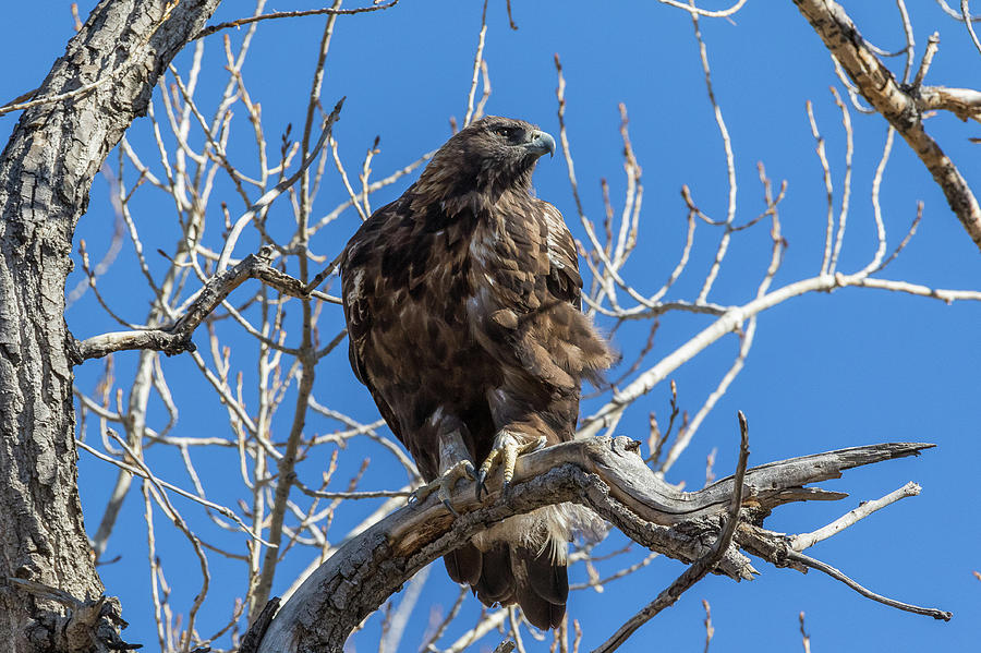 Young Golden Eagle Keeps Watch