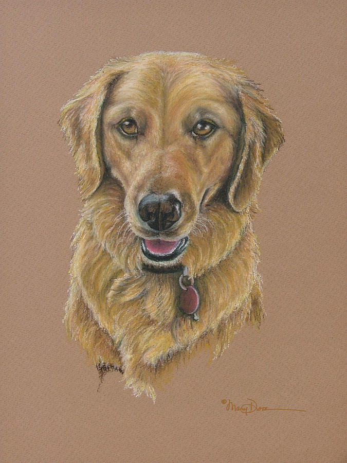 Young Golden Retriever Pastel by Mary Dove