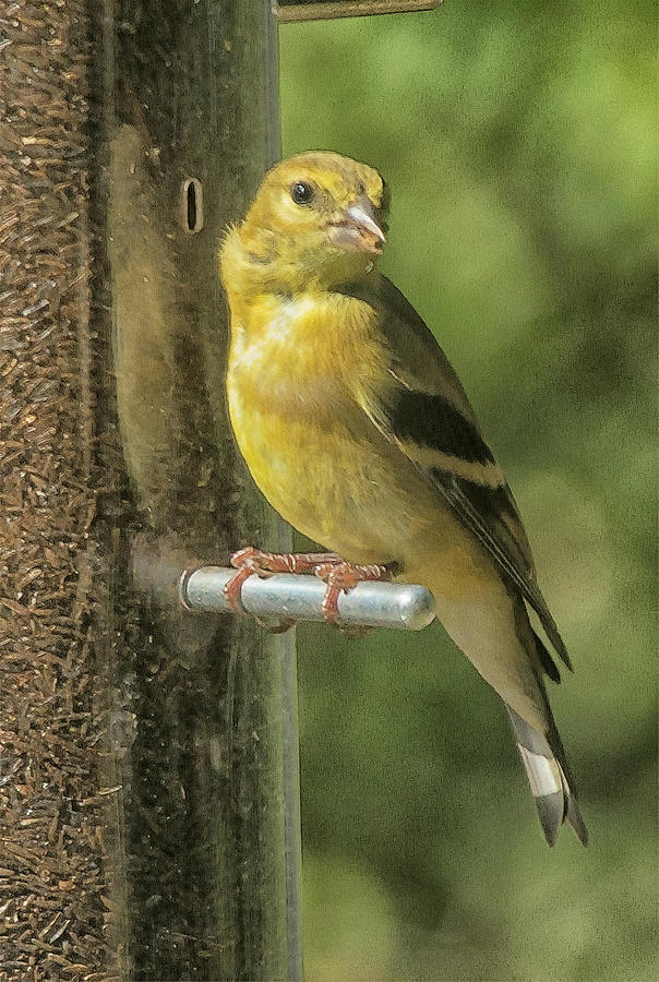 Young Goldfinch Photograph by Constantine Gregory