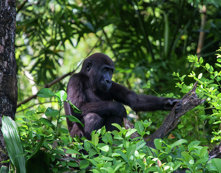 Nature Photograph - Young Gorilla by Arthur Dodd