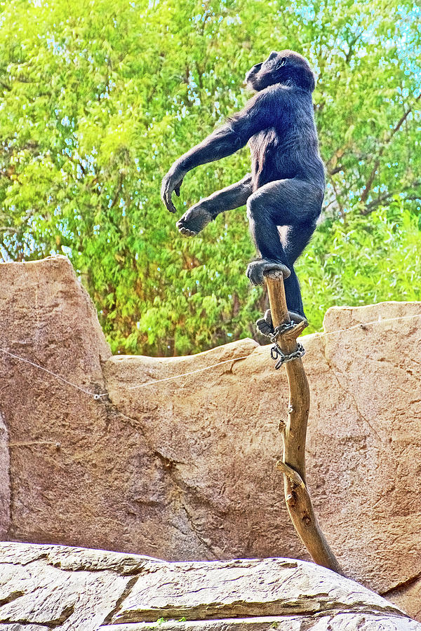 Young Gorilla Balancing on a Branch at San Diego Zoo Safari Park near Escondidio, California Photograph by Ruth Hager
