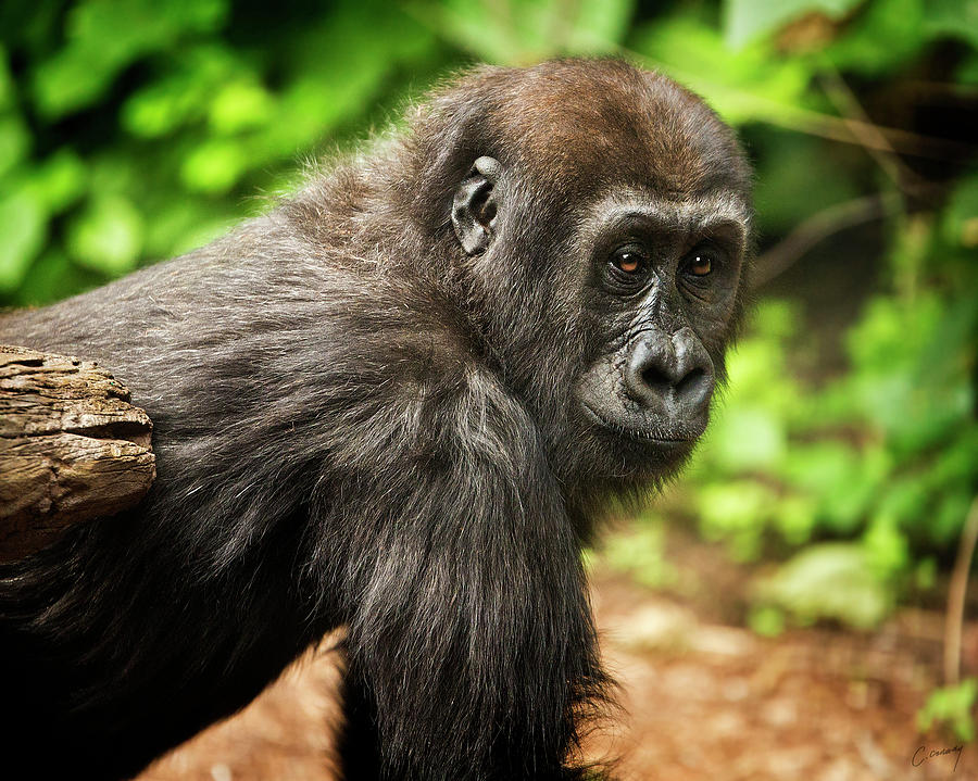 Young Gorilla Photograph