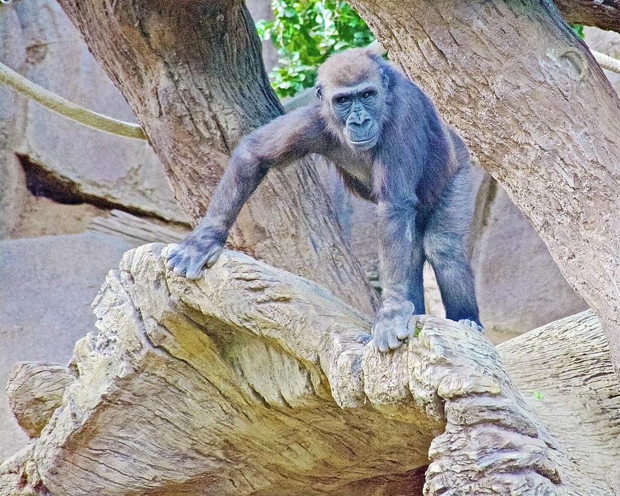 Young Gorilla in San Diego Zoo Safari Park near Escondidio,  California  Photograph by Ruth Hager