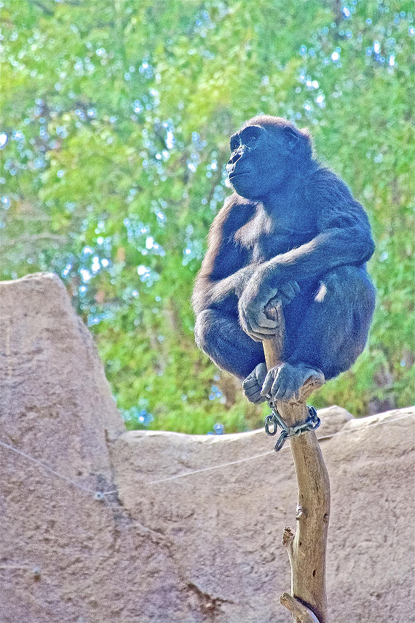 Young Gorilla Sitting on a Branch at San Diego Zoo Safari Park near Escondidio, California Photograph by Ruth Hager