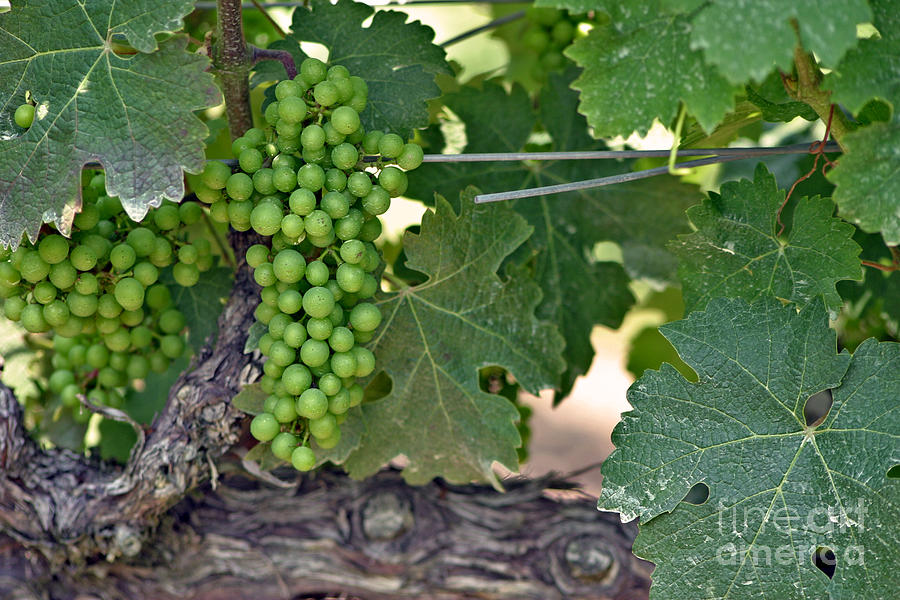 Young Grapes Photograph by Kathy Strauss