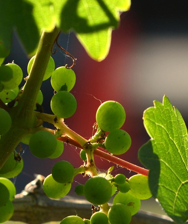 Young Grapes on Old Vines Photograph by Dean Ferreira