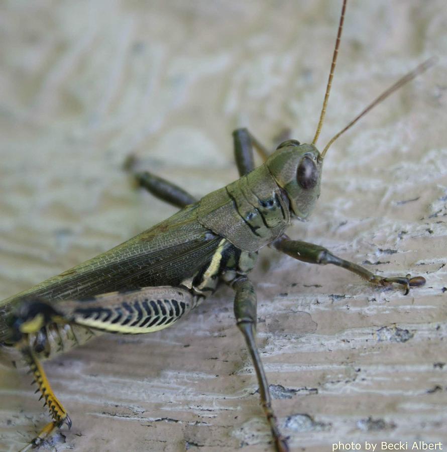 Young Grasshopper Photograph by Becki Albert