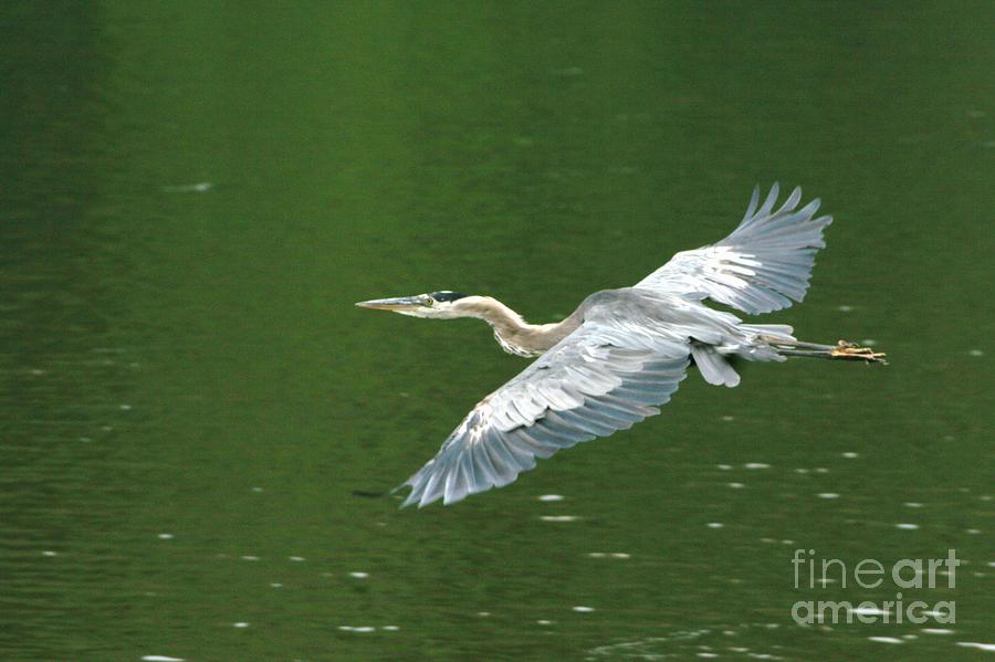 Young Great Blue Heron Taking Flight Photograph By Dawn Downour