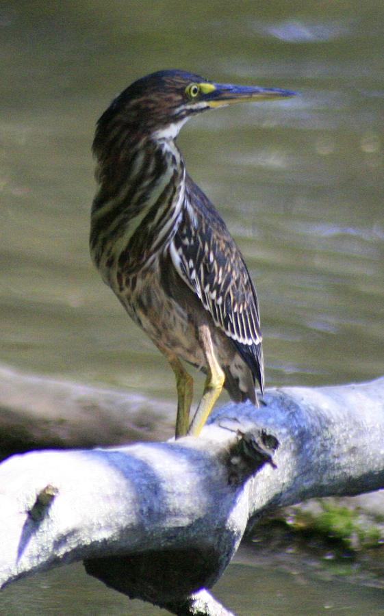 Young Green Heron Photograph by Christopher J Kirby