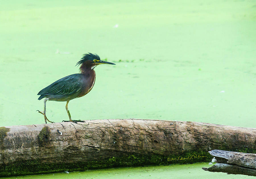 Young Green Heron Photograph by Ed Peterson