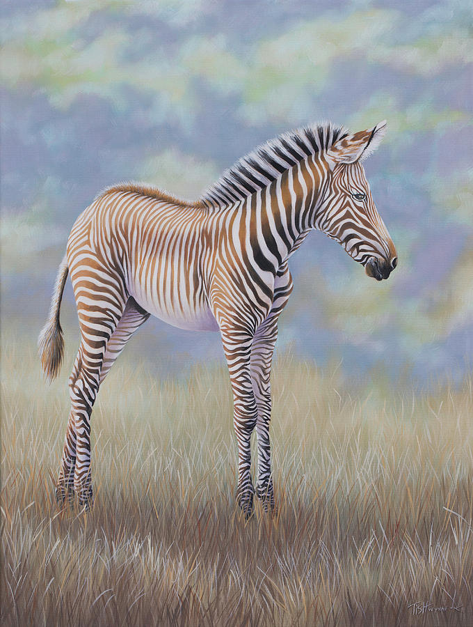Young Grevy Zebra by Tish Wynne Young Grevy Zebra by Tish Wynne