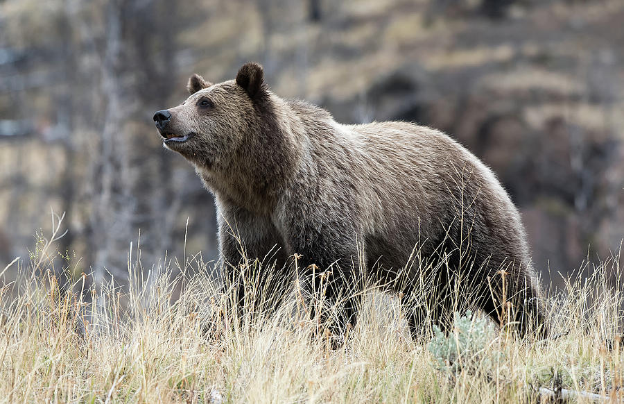 Young Grizzly Photograph by Connie Troutman | Fine Art America