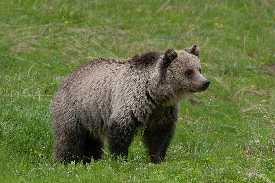Young Grizzly Photograph by Mark Miller
