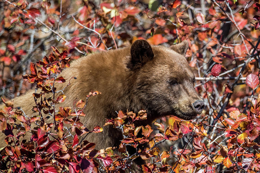 Young Grizzly Photograph by Paul Freidlund