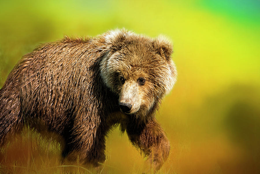 Katmai National Park Photograph - Young Grizzly by Phyllis Taylor