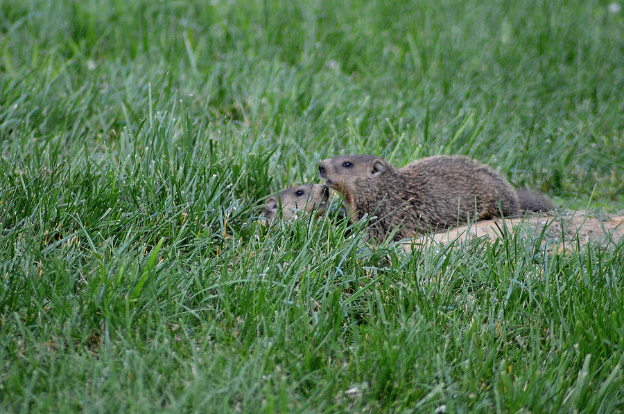 Groundhog Photograph - Young Groundhogs Peeking by Belinda Stucki