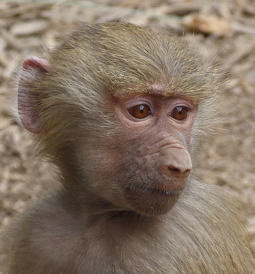 Young Hamadryas Baboon Portrait Photograph by Margaret Saheed