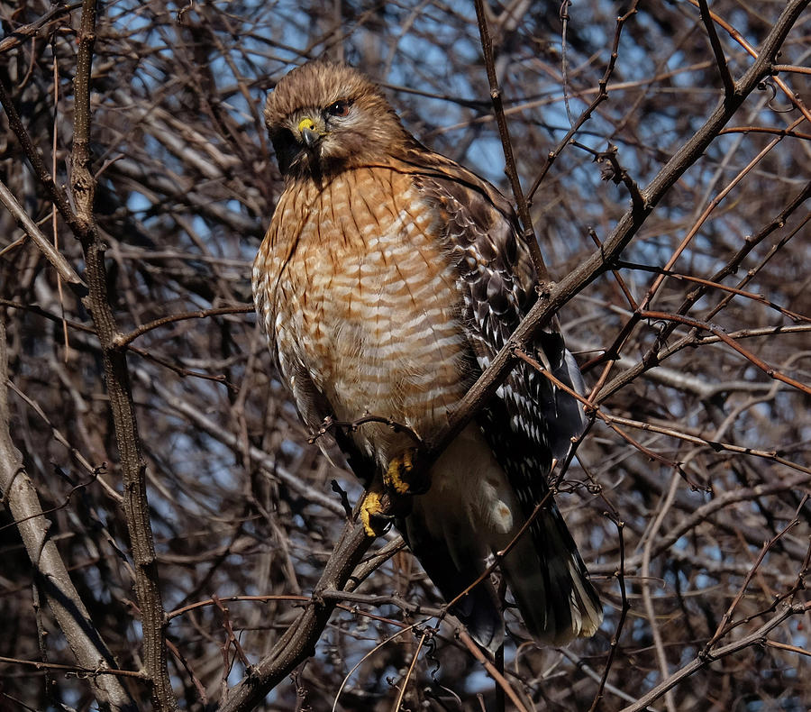 Young Hawk perched Photograph by Ronda Ryan