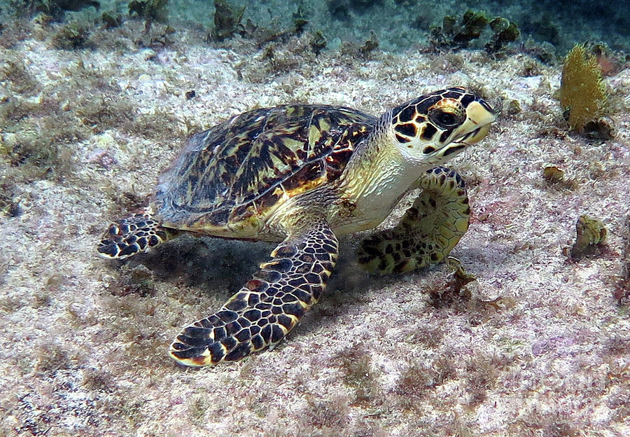 Young Hawksbill Turtle Photograph by Daryl Duda