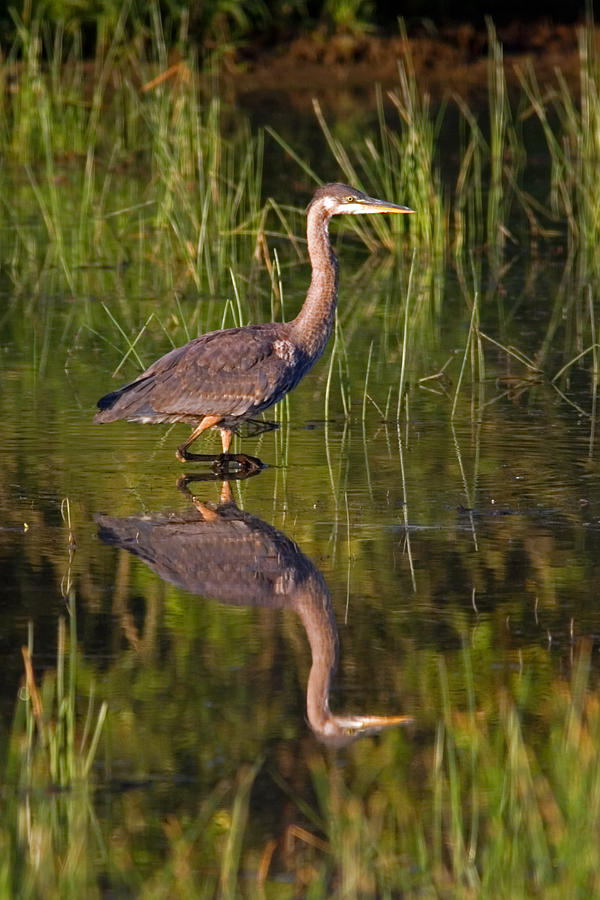 Young Heron Photograph by Randall Ingalls - Fine Art America