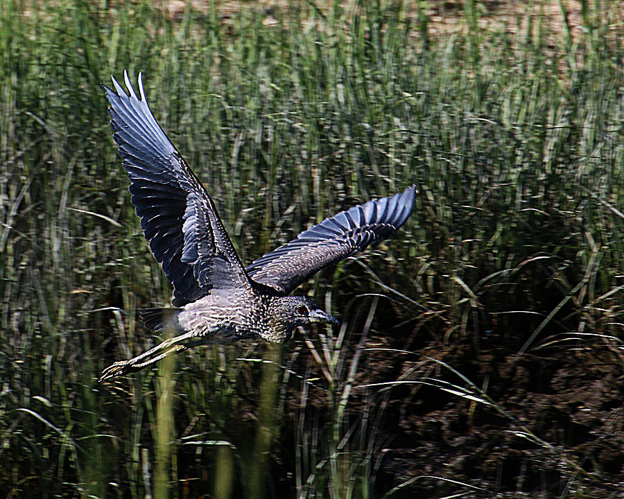Young Heron Takes Flight Photograph by William Selander