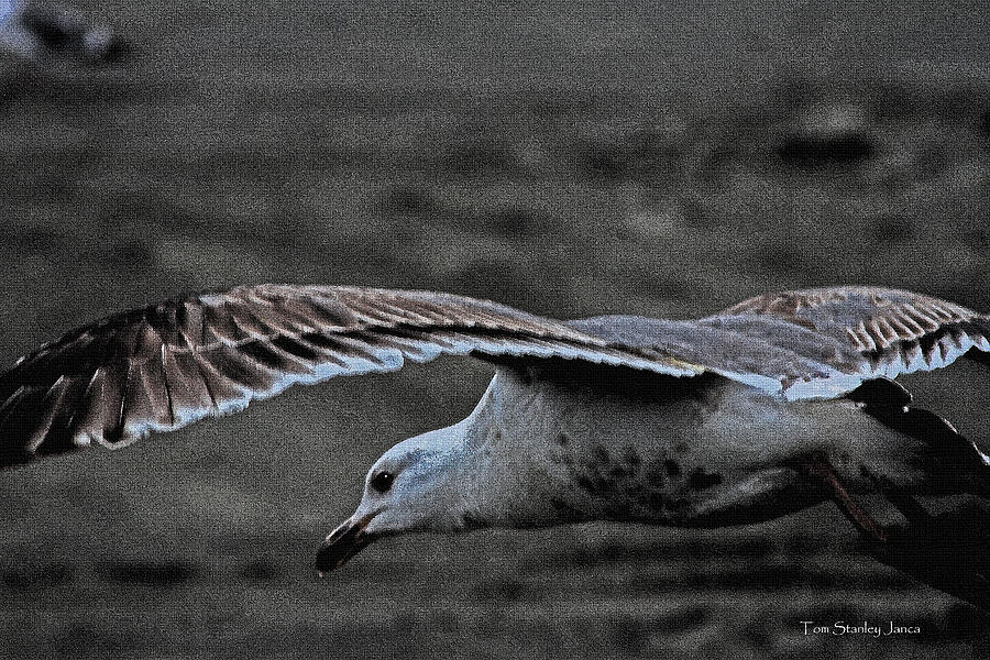 Young Herring Gull Flying Photograph by Tom Janca